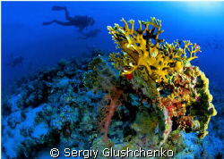 Corals by Sergiy Glushchenko 
